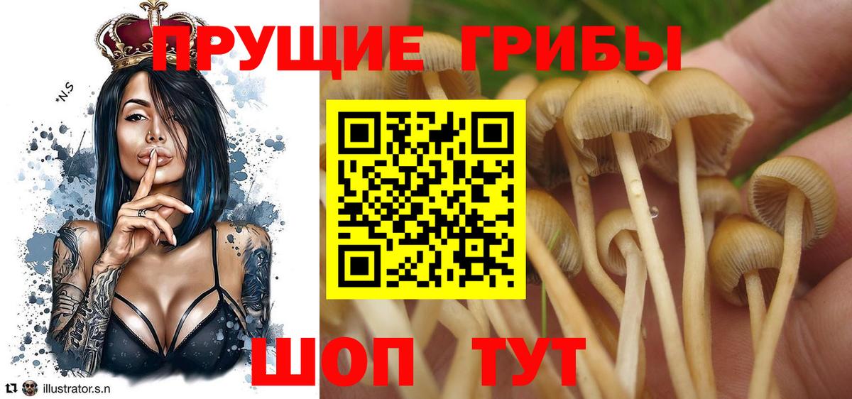Галлюциногенные грибы Psilocybe  Галлюциногенные грибы Magic Shrooms  Вход с VPN  Электрогорск 